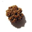 Seven Face Rudraksha 