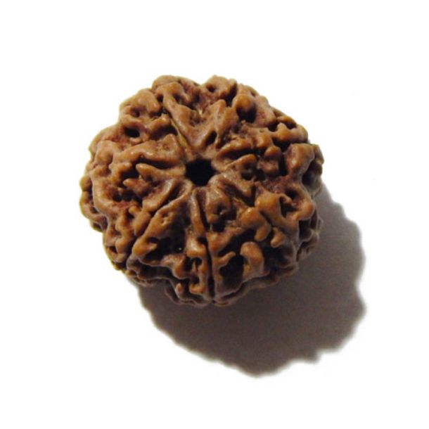 Seven Face Rudraksha 