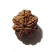 Seven Face Rudraksha 