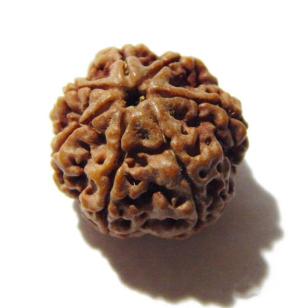 Seven Face Rudraksha 