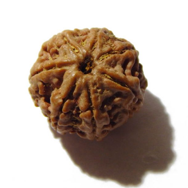 Seven Face Rudraksha 