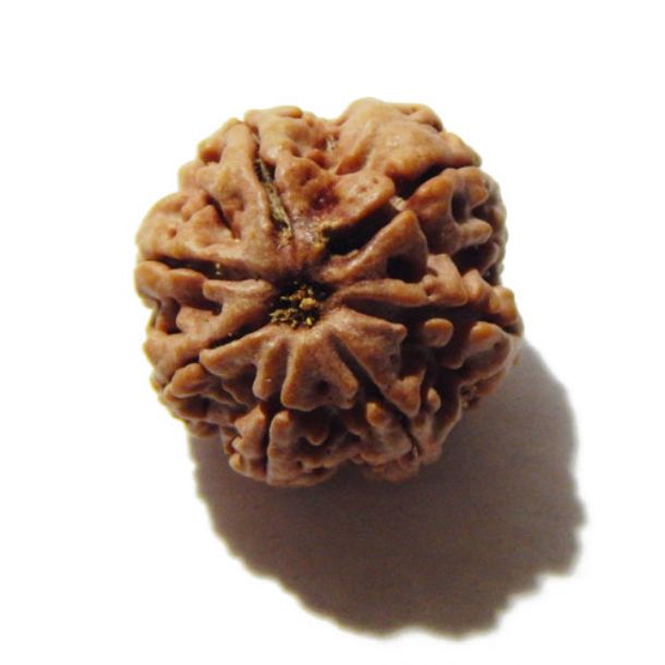 Seven Face Rudraksha 