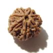 Seven Face Rudraksha 