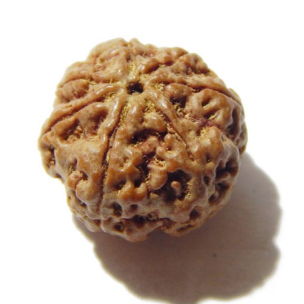 Seven Face Rudraksha 