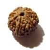 Seven Face Rudraksha 