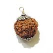 Seven Face Rudraksha with single loop