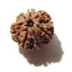 Seven Face Rudraksha 