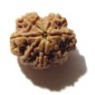 Seven Face Rudraksha 