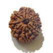 Eight Face Nepali Rudraksha