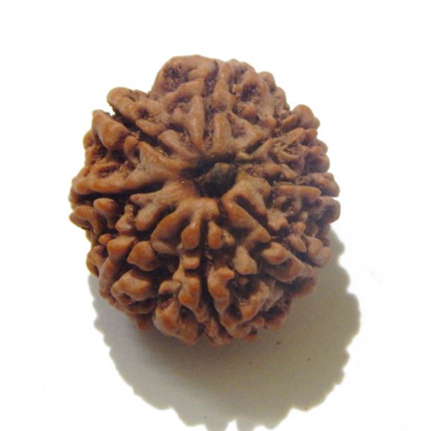 Eight Face Nepali Rudraksha