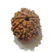 Eight Face Nepali Rudraksha