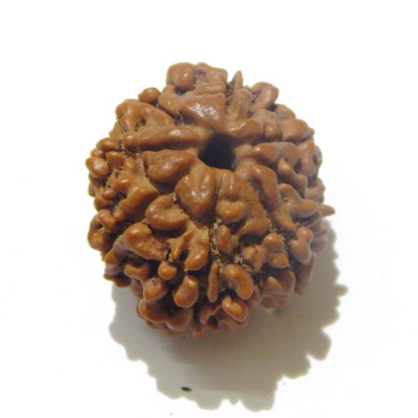 Eight Face Nepali Rudraksha