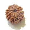 Eight Face Nepali Rudraksha