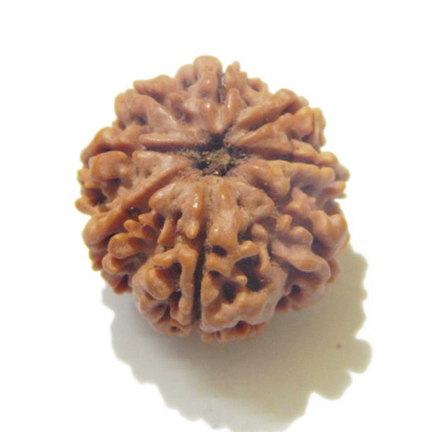 Eight Face Nepali Rudraksha