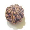 Eight Face Rudraksha