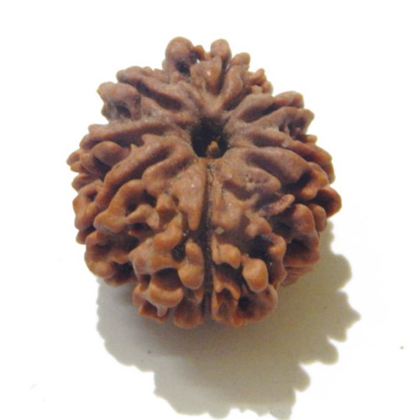 Eight Face Nepali Rudraksha