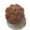 Eight Face Nepali Rudraksha