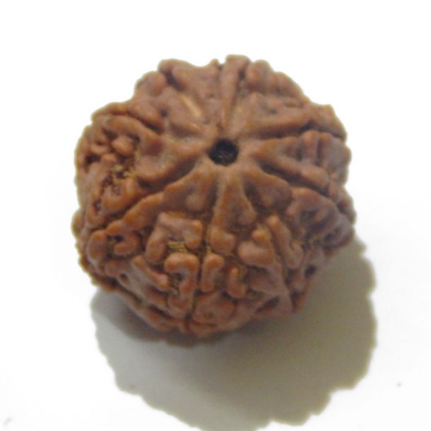 Eight Face Nepali Rudraksha