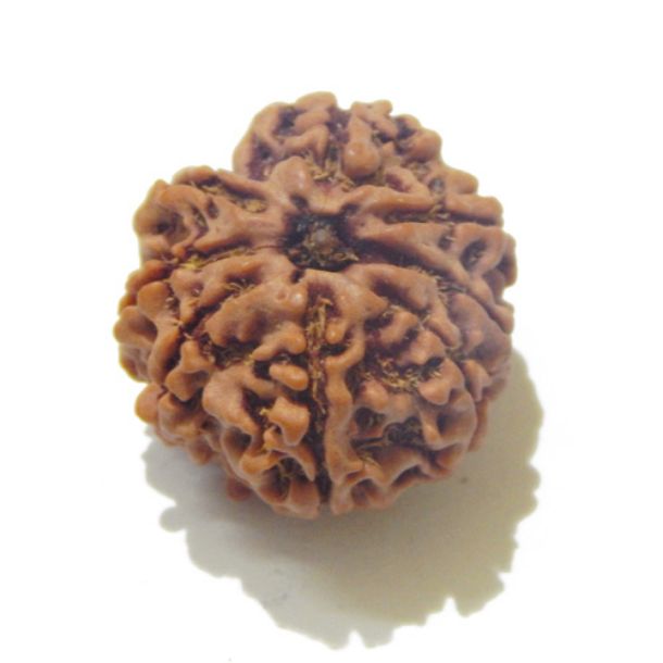 Eight Face Nepali Rudraksha