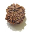 Eight Face Nepali Rudraksha 