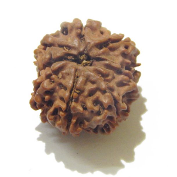 Eight Face Nepali Rudraksha 