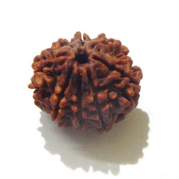 Eight Face Nepali Rudraksha