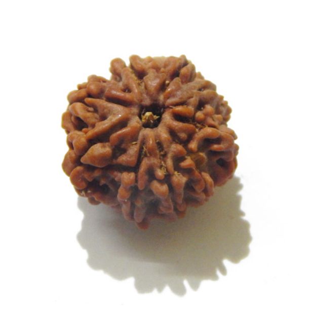 Eight Face Nepali Rudraksha 