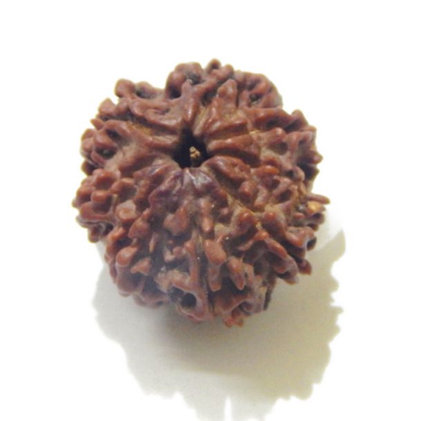 Eight Face Nepali Rudraksha