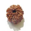 Eight Face Nepali Rudraksha