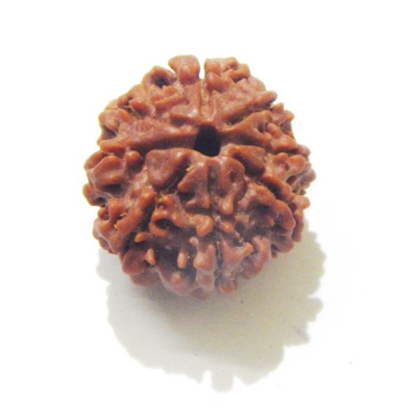 Eight Face Nepali Rudraksha 