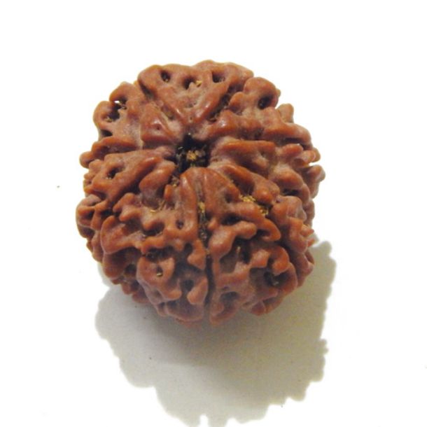 Eight Face Nepali Rudraksha 