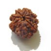 Eight Face Nepali Rudraksha 