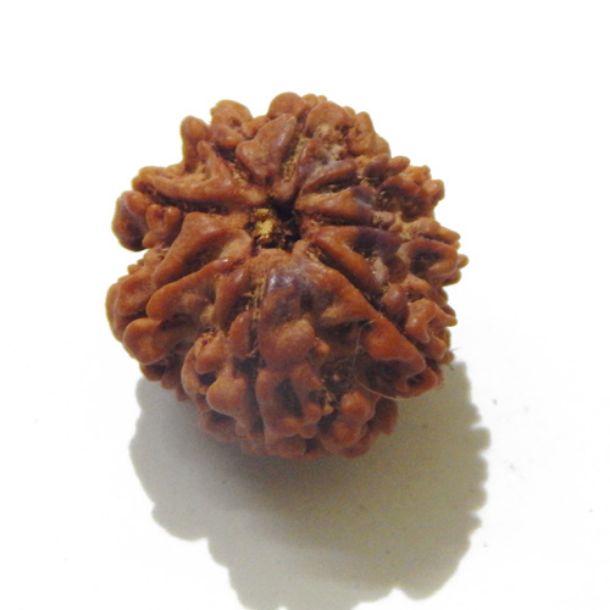 Eight Face Nepali Rudraksha 