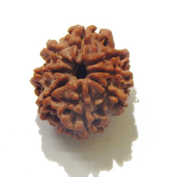 Eight Face Nepali Rudraksha 