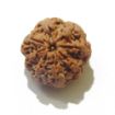 Eight Face Nepali Rudraksha 