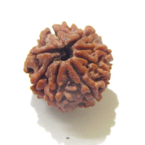 Eight Face Nepali Rudraksha 