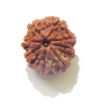 Eight Face Nepali Rudraksha 