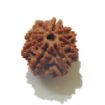 Eight Face Nepali Rudraksha 