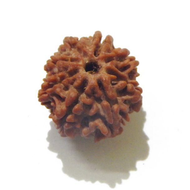 Eight Face Nepali Rudraksha 