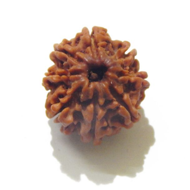 Eight Face Nepali Rudraksha 