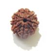 Eight Face Nepali Rudraksha 