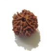 Eight Face Nepali Rudraksha 