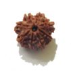 Eight Face Nepali Rudraksha 