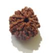 Eight Face Nepali Rudraksha 