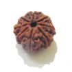 Eight Face Nepali Rudraksha 