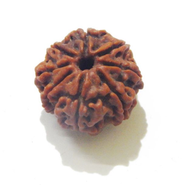 Eight Face Nepali Rudraksha 