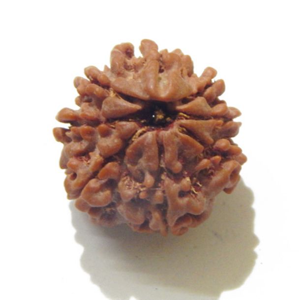 Eight Face Nepali Rudraksha 