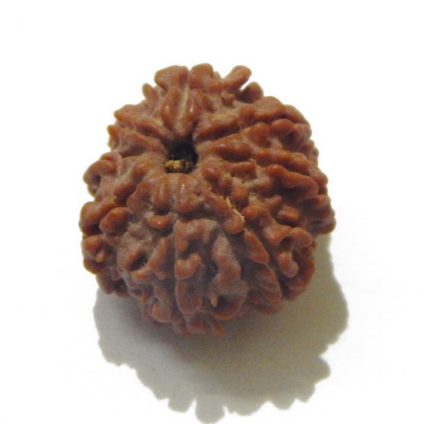 Eight Face Nepali Rudraksha 