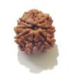 Eight Face Nepali Rudraksha 