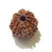 Nine Face Nepali Rudraksha